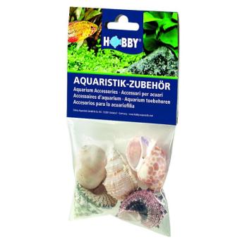 Hobby Sea Shells Set L 5Stk.