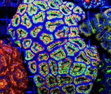 Acanthastrea lordhowensis Ultra L (Ausverkauft)