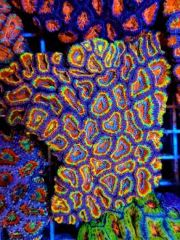 Acanthastrea lordhowensis Ultra M (Ausverkauft)