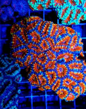 Acanthastrea lordhowensis Ultra M (Ausverkauft)