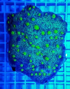 Echinophyllia spp. Ultra L (Ausverkauft)