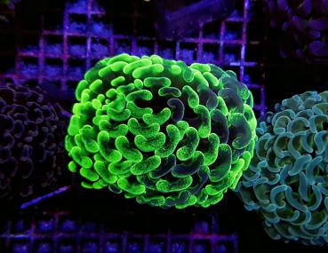 Euphyllia ancora Blotchy Ultra M (Ausverkauft)