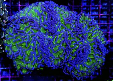 Euphyllia Ancora Two Tone L (Ausverkauft)