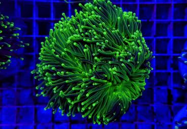 Euphyllia Glabrescens Green Ultra XL (Ausverkauft)