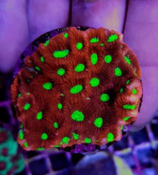 Favites spp. Red Ultra L (Ausverkauft)