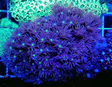 Goniopora spp. Green Blue Center L (Ausverkauft)