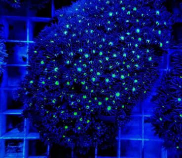 Goniopora spp. Green Blue Center XL (Ausverkauft)