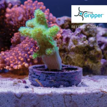 Preview: VCA Frag Gripper No Glue Frag Mounting System (10 Stk.)