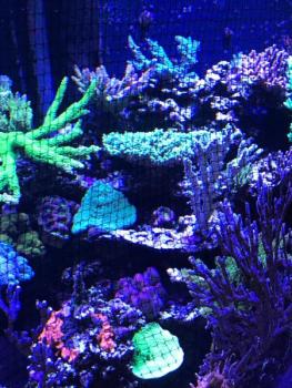 Preview: D-D JumpGuard Pro 75x75cm Springschutzgitter