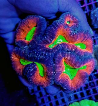 Lobophyllia spp. Splitcolor Rainbow XL (Ausverkauft)