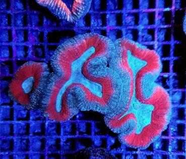 Lobophyllia spp. Splitcolor Rainbow L (Ausverkauft)