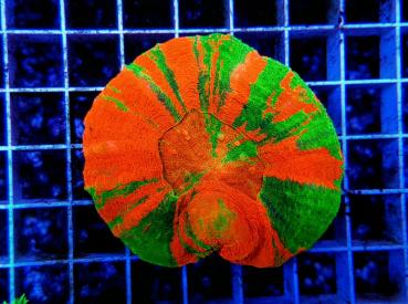 Scolymia australis Bleeding Apple M (Ausverkauft)