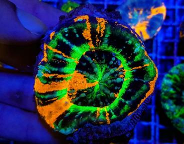 Scolymia australis Premium L (Ausverkauft)