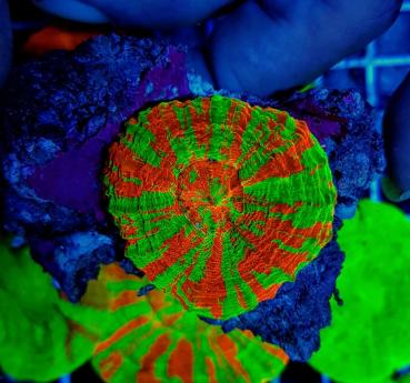 Scolymia australis Reverse Bleeding Apple M (Ausverkauft)