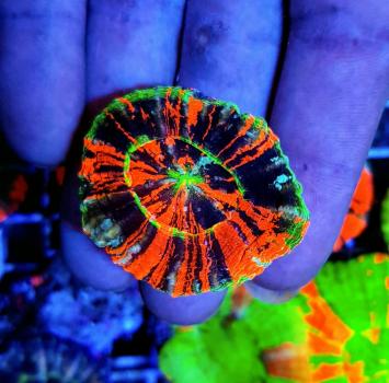 Scolymia australis Master Grade M (Ausverkauft)