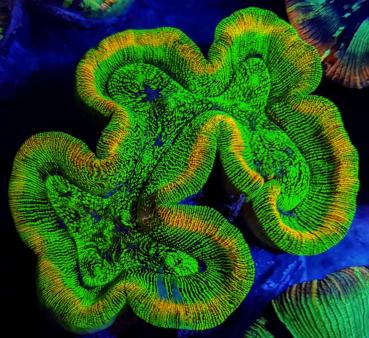 Trachyphyllia spp. Green Ultra L (Ausverkauft)