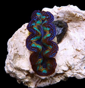 Tridacna Crocea Ultra 8cm