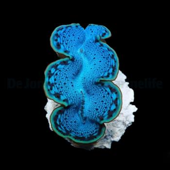 Tridacna Maxima Blue 8cm