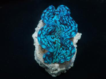 Tridacna Squamosa Premium 8cm