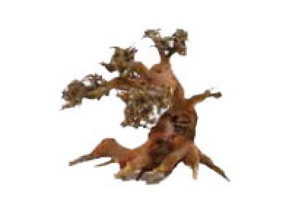 Aqua-​Bonsai S 15cmx20cm pro Stück