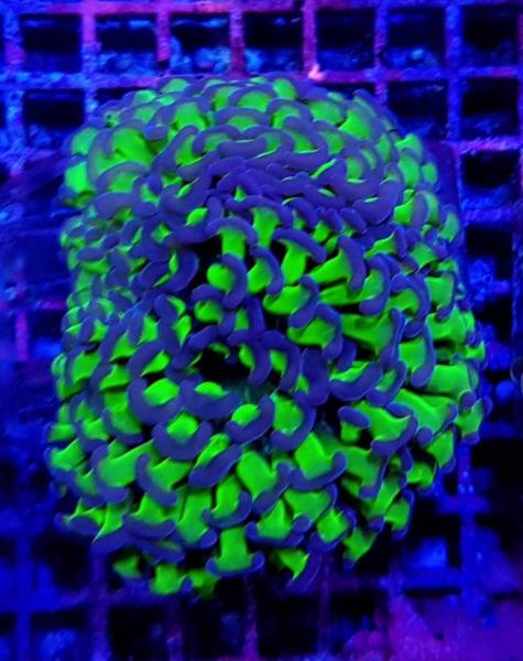 Euphyllia Ancora Two Tone M (Ausverkauft)
