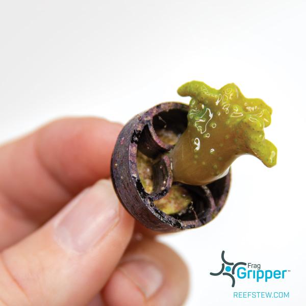 VCA Frag Gripper No Glue Frag Mounting System (10 Stk.)