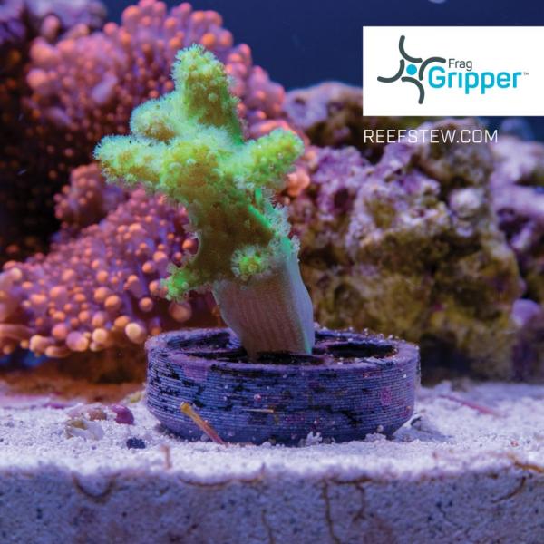 VCA Frag Gripper No Glue Frag Mounting System (10 Stk.)