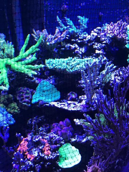 D-D JumpGuard Pro 120x75cm Springschutzgitter