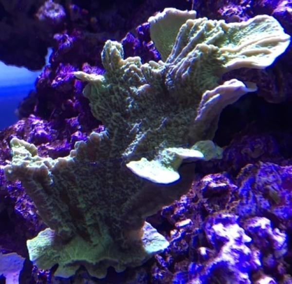 Montipora sp. laminar green ca.5x5x10cm - Ausverkauft