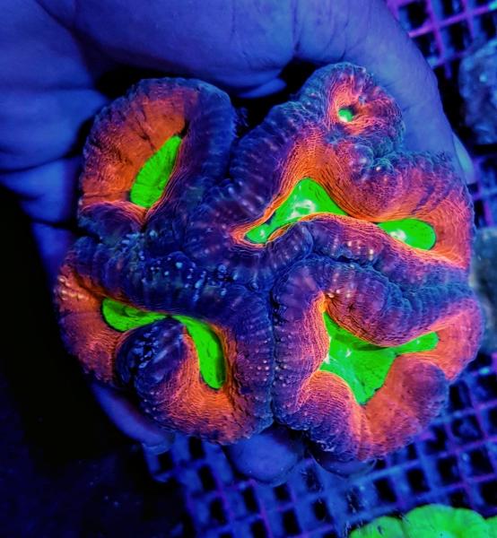 Lobophyllia spp. Splitcolor Rainbow XL (Ausverkauft)