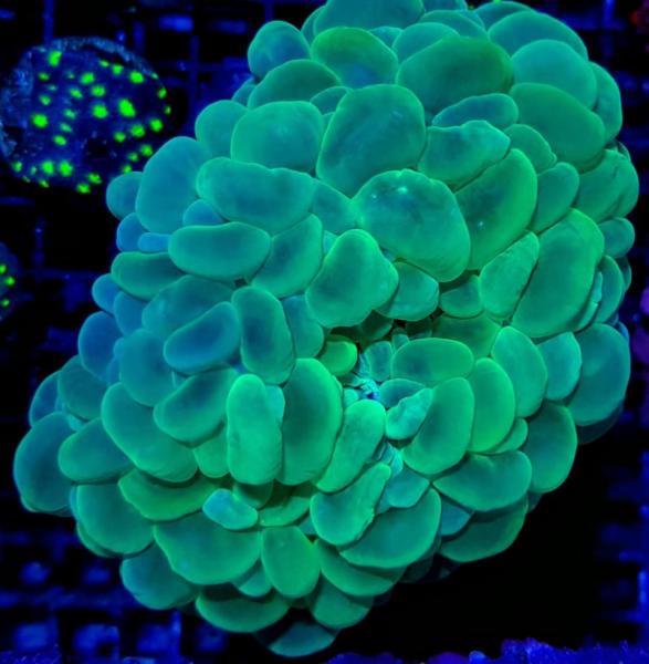 Plerogyra Sinuosa Green Premium L (Ausverkauft)