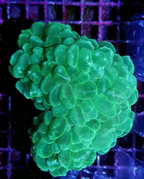 Plerogyra Sinuosa Green Premium M (Ausverkauft)