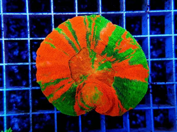 Scolymia australis Bleeding Apple M (Ausverkauft)