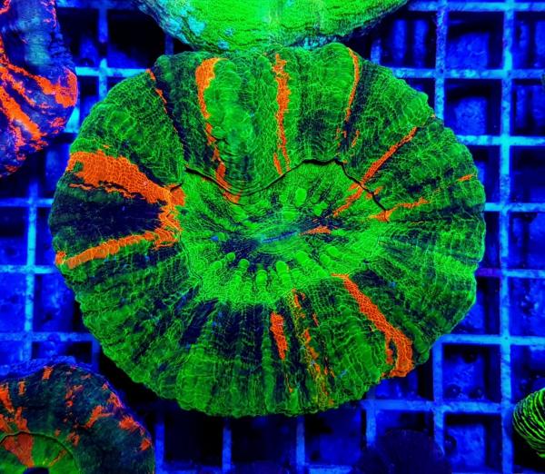 Scolymia australis Bleeding Apple L (Ausverkauft)