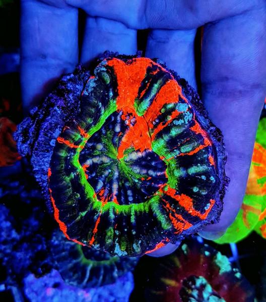 Scolymia australis Premium M (Ausverkauft)