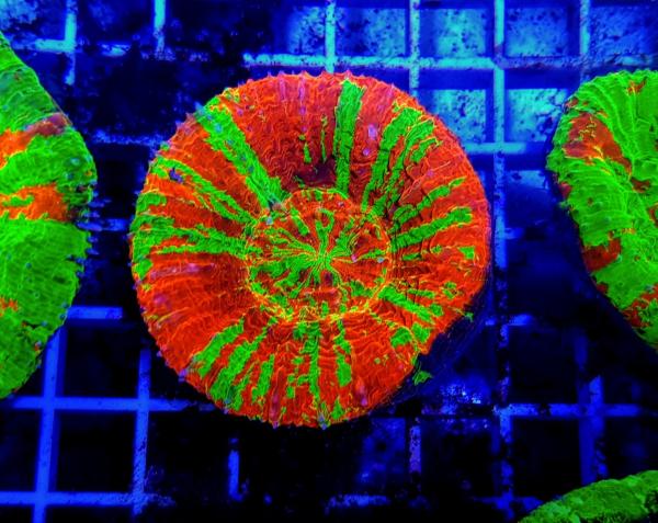 Scolymia australis Reverse Bleeding Apple L (Ausverkauft)