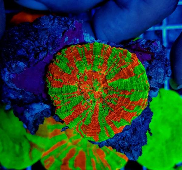 Scolymia australis Reverse Bleeding Apple M (Ausverkauft)