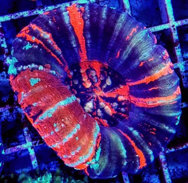 Scolymia australis War Paint M (Ausverkauft)