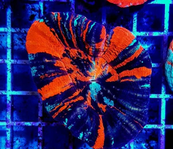 Scolymia australis War Paint L (Ausverkauft)