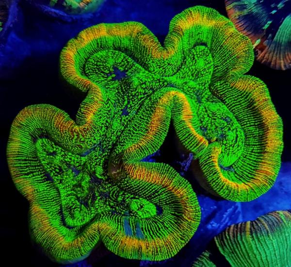 Trachyphyllia spp. Green Ultra L (Ausverkauft)