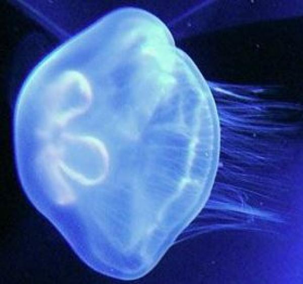 Aurelia aurita - Ohrenqualle 3er Set - Grösse L (Ausverkauft)