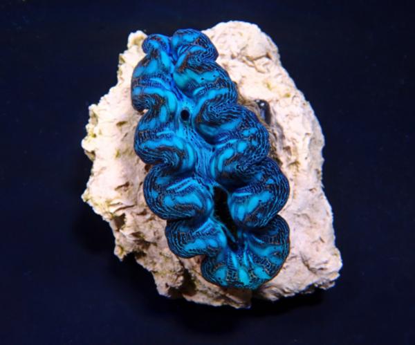 Tridacna Crocea Grade A 8cm