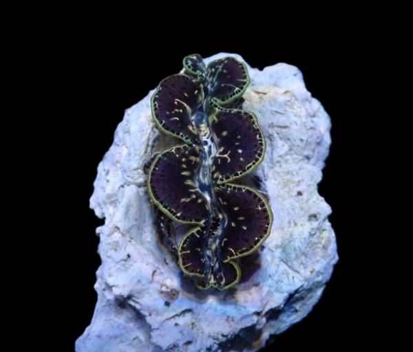 Tridacna Maxima Black Tiger 8cm